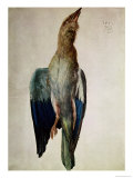 Blue Crow  1512