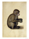 A Monkey