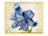 Study of a Lily  1526