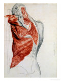Human Anatomy  Muscles of the Torso and Shoulder