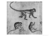 Monkeys