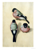 Three Studies of a Bullfinch