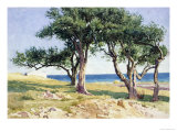 Old Olive Trees  Bordighera