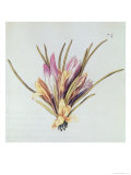 Saffron or Crocus  from "La Guirlande De Julie " circa 1642 (W/C on Vellum)