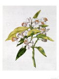 Orange Tree Flower  from "La Guirlande De Julie " circa 1642 (W/C on Vellum)