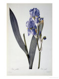 Iris Pallida  from Les Liliacees  1812