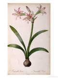 Amaryllis Vittata  from Les Liliacees Amaryllisees
