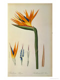 Strelitzia Reginae  from "Les Strelitziacees"