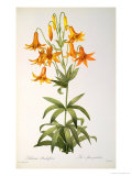Lilium Penduliflorum  from Les Liliacees  1811