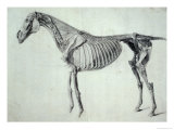 Finished Study for the Fifth Anatomical Table of a Horse