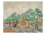 The Olive Grove  1889 (Oil on Canvas)
