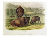 Bison from Quadrupeds of North America (1842-5)