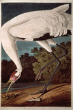 Whooping Crane  from "Birds of America"