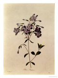 Phlox Reptans