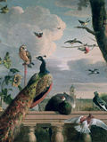 Palace of Amsterdam with Exotic Birds
