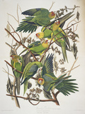 Carolina Parakeet  from "Birds of America " 1829