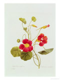 Tropaeolum Majus Var (Nasturtium)