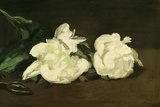 Branch of White Peonies and Secateurs  1864