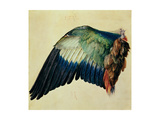 Wing of a Blue Roller  1512