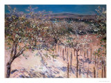 Orchard with Flowering Apple Trees  Colombes