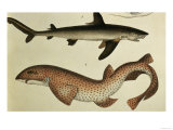 Lesser Spotted Dogfish  Pl93 from "Naturgeschichte Und Abbildung Der Fische " 1836  by HR Schinz