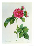 Rosa Turbinata  from Les Roses  Vol 1  1817