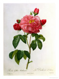 Rosa Gallica Aurelianensis
