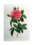 Rosa Gallica Regallis