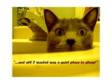 Cat capers 2