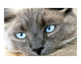 cat eyes