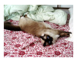 Cat III