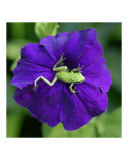 Pacific Northwest Green Tree Frog on Purple Flower