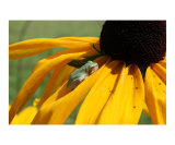 A Visitor In The Garden