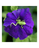 Pacific Northwest Green Tree Frog on Purple Flower