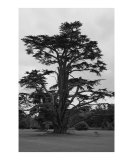 Tree in Salisbury  England