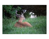 As the deer pants for waterPsalm 41:1