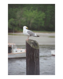 Look at the birds of the airMatthew 6:26