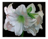 Amaryllis