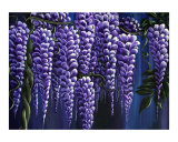 An Evening Under the Wisteria