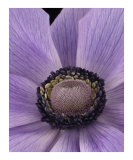 Anemone