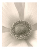 Anemone