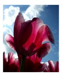 Bright Tulip 3