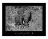 Charging African Elephant