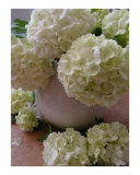 Blessed are the Pure in Heart