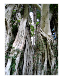 Banyan Vines