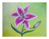 Lily