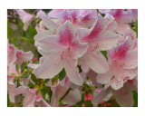 Lively Azaleas
