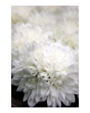 Clouds of Mums