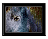 Horse Eye