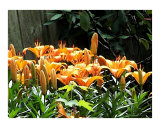 Day Lilies